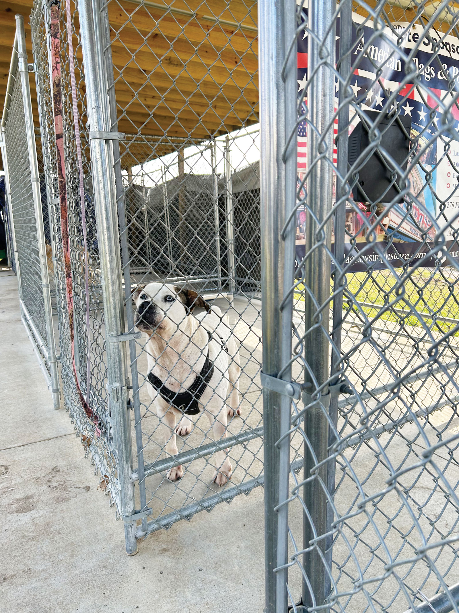 01-25-23-Humane-Society—Dog-tle | News, Sports, Jobs - Marietta Times